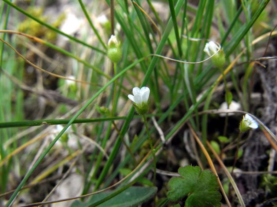 Dal Gargano -  Saxifraga tridactylites